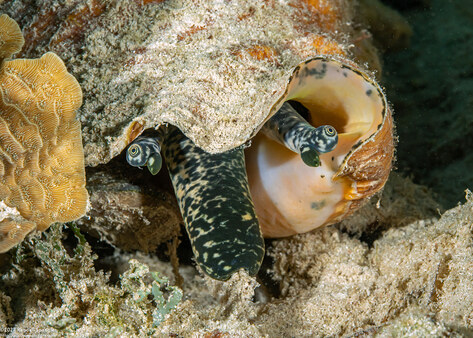 Aliger gigas (Queen Conch)
