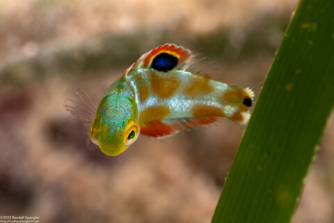 Halichoeres radiatus (Puddingwife)