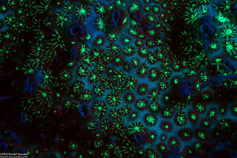 Stephanocoenia intersepta (Blushing Star Coral)