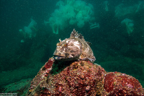 Scorpaenichthys marmoratus (Cabezon)