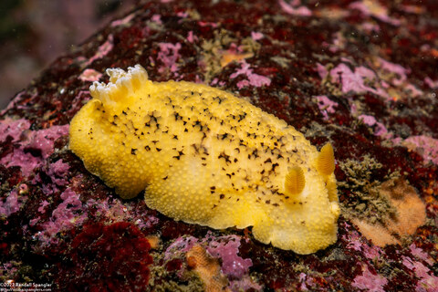 Peltodoris nobilis (Sea Lemon)