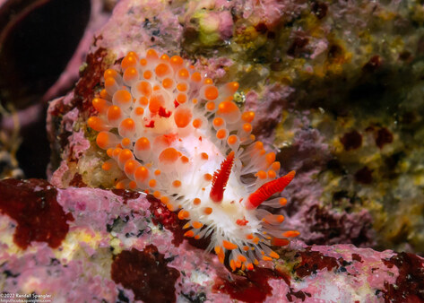 Limacia cockerelli (Cockerell's Dorid)