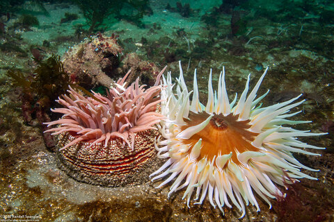 Urticina columbiana (Sand-Rose Anemone)