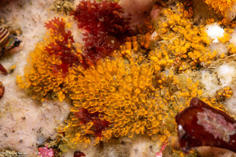 Pycnoclavella stanleyi (Pycnoclavella Stanleyi)