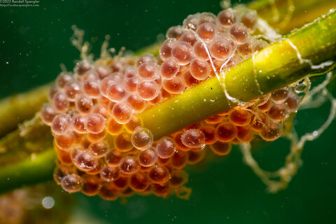 Aulorhynchus flavidus (Tubesnout)