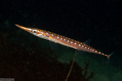 Aulorhynchus flavidus (Tubesnout)