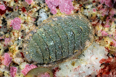 Lepidozona radians (Lepidozona Radians)