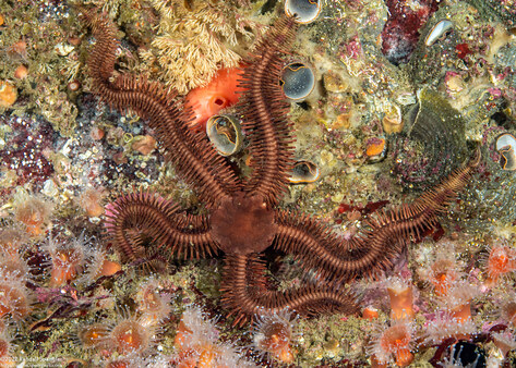 Ophiopteris papillosa (Flat-Spined Brittle Star)