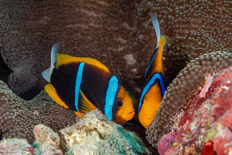 Amphiprion chrysopterus (Orangefin Anemonefish)