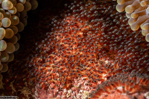 Amphiprion chrysopterus (Orangefin Anemonefish)