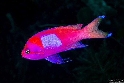 Pseudanthias pleurotaenia (Squarespot Anthias)