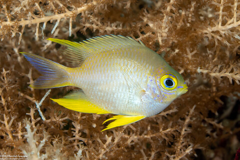 Amblyglyphidodon aureus (Golden Damsel)