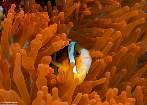 Amphiprion clarkii (Clark's Anemonefish)