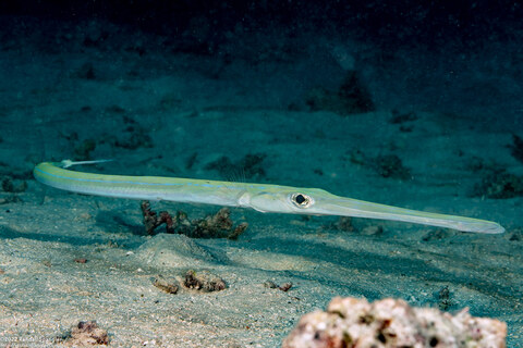 Fistularia commersonii (Bluespotted Cornetfish)