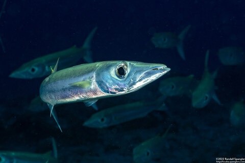Sphyraena forsteri (Bigeye Barracuda)