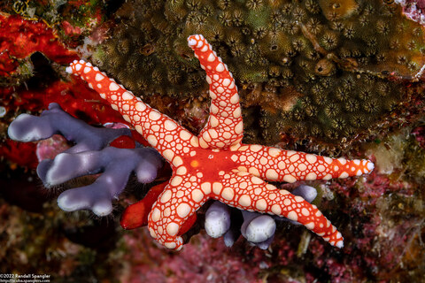 Fromia monilis (Peppermint Sea Star)