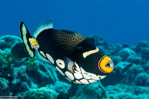 Balistoides conspicillum (Clown Triggerfish)
