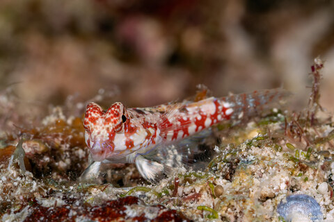 Synchiropus moyeri (Moyer's Dragonet)