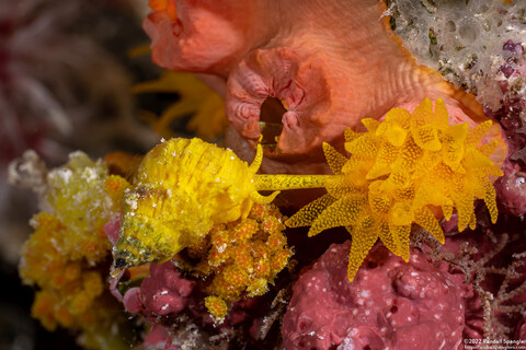 Epidendrium aureum (Golden Wentletrap)