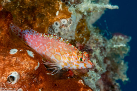 Cirrhitichthys oxycephalus (Pixy Hawkfish)
