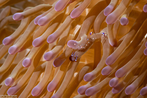 Ancylomenes sarasvati (Sarasvati Anemone Shrimp)