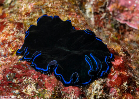 Pseudoceros sapphirinus (Sapphire Flatworm)