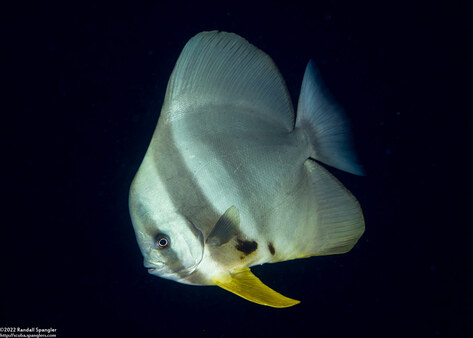 Platax teira (Longfin Spadefish)