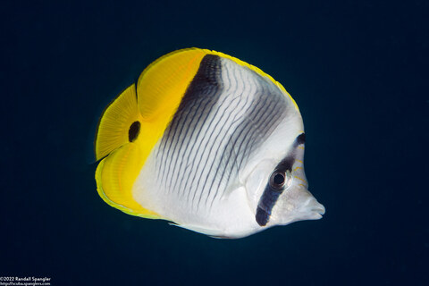 Chaetodon ulietensis (Pacific Double-Saddle Butterflyfish)
