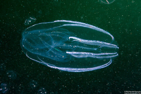 Bolinopsis infundibulum (Lobed Comb Jelly)