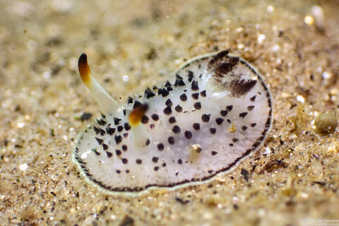Acanthodoris rhodoceras (Red Horned Nudibranch)