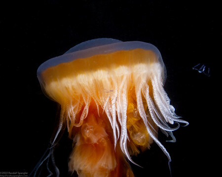 Phacellophora camtschatica (Egg-Yolk Jelly)
