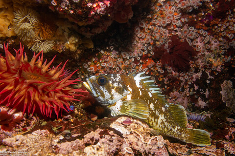 Sebastes carnatus (Gopher Rockfish)