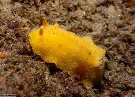 Geitodoris heathi (Heath's Dorid)