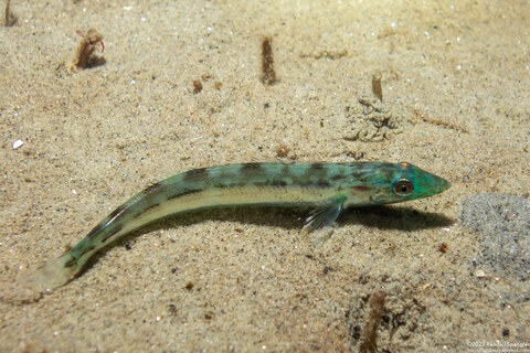 Ophiodon elongatus (Lingcod)