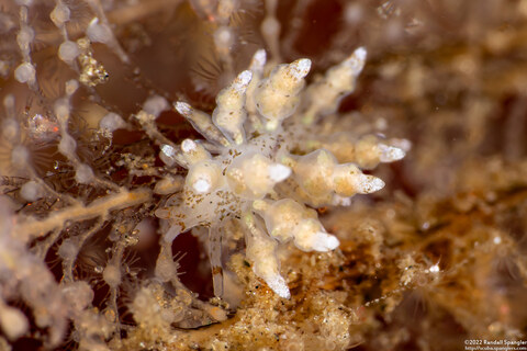 Eubranchus rustyus (Homely Aeolid)