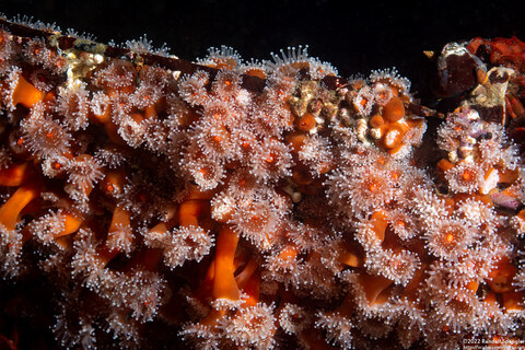 Corynactis californica (Club-Tipped Anemone)