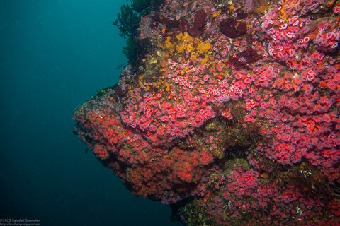 Corynactis californica (Club-Tipped Anemone)