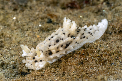 Aegires albopunctatus (Salt-and-Pepper Dorid)