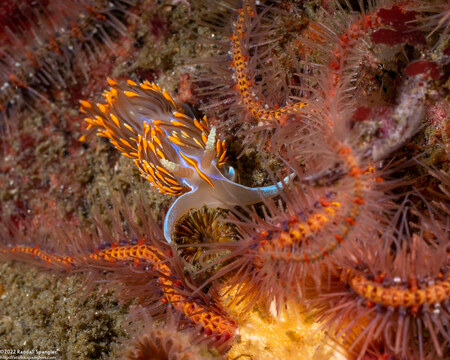 Hermissenda opalescens (Opalescent Nudibranch)