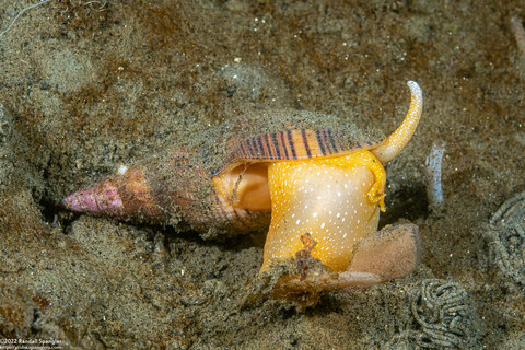 Megasurcula carpenteriana (Carpenter's Turrid)