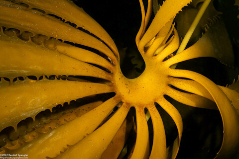 Eisenia arborea (Southern Sea Palm)