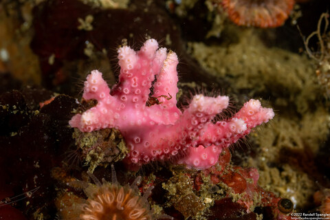 Stylaster californicus (California Hydrocoral)