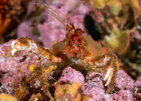Scyra acutifrons (Sharpnose Crab)