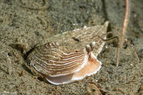 Armina californica (California Armina)