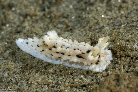 Aegires albopunctatus (Salt-and-Pepper Dorid)