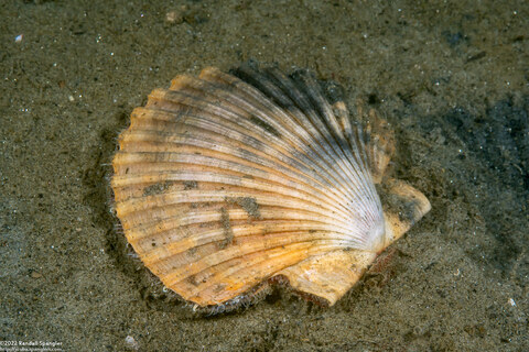 Patinopecten caurinus (Giant Pacific Scallop)
