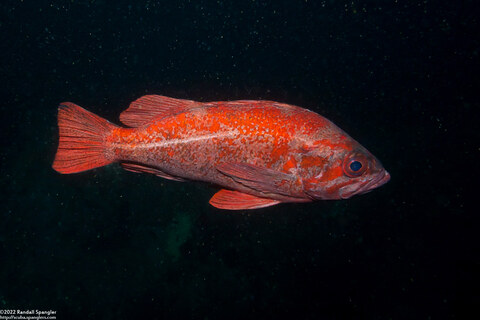 Sebastes miniatus (Vermilion Rockfish)