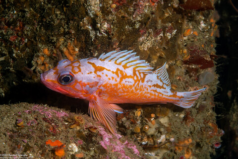Sebastes rosaceus (Rosy Rockfish)