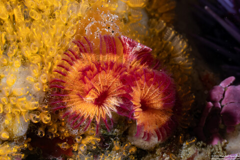 Serpula columbiana (Serpulid Worm)