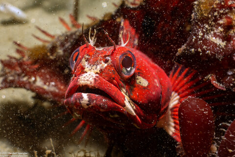 Neoclinus blanchardi (Sarcastic Fringehead)